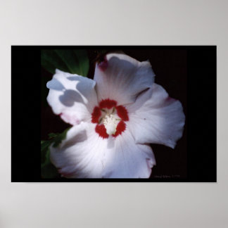 Poster rose de sharon