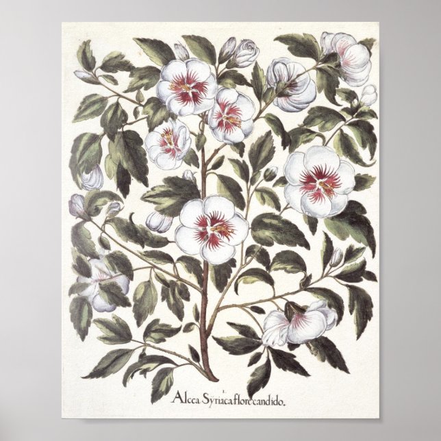 Poster Rose de Sharon (Devant)