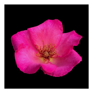 Poster Rose de stylo à plumes