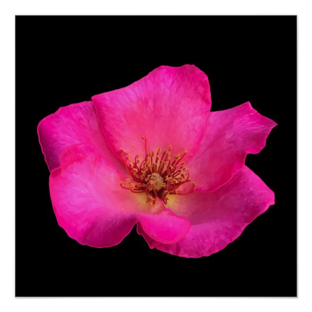 Poster Rose de stylo à plumes (Devant)