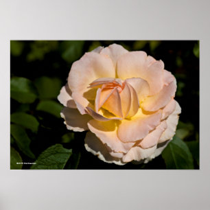 Poster Rose de thé