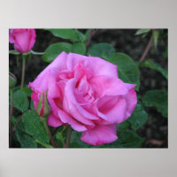 Rose de thé hybride McCartney 168