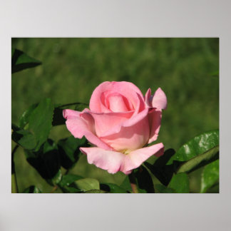 Poster Rose de thé hybride Promise rose 132