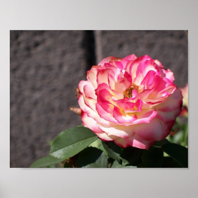 Poster Rose de tir de neige (Devant)