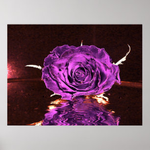 Poster Rose de velours violet