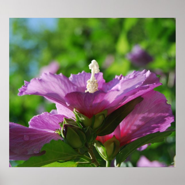 Poster Rose des fleurs de Sharon (Devant)