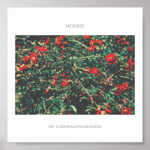 Poster Rose Des Fleurs Rouge Et Vert