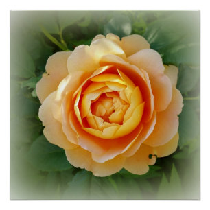 Poster Rose d'or