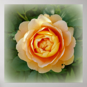 Poster Rose d'or
