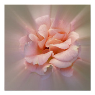 Poster Rose doré