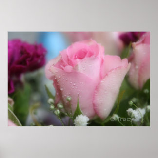 Poster Rose douce
