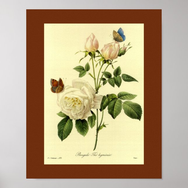 Poster Rose du Bengale 16 X 20 (Devant)