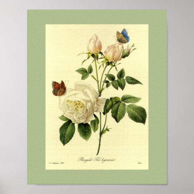 Poster Rose du Bengale 16 X 20 (Devant)