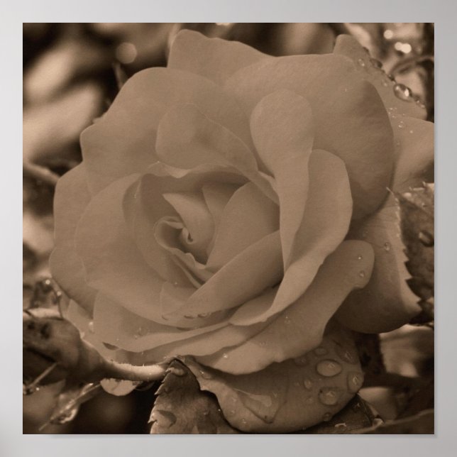 Poster Rose En Fleur Avec Arrosage À Sepia (Devant)