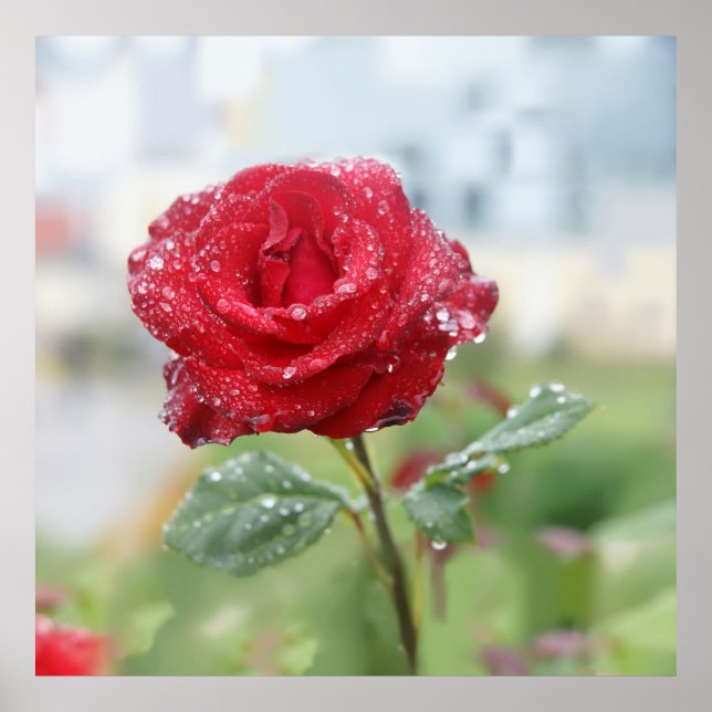 Poster Rose en gouttes de pluie (Devant)
