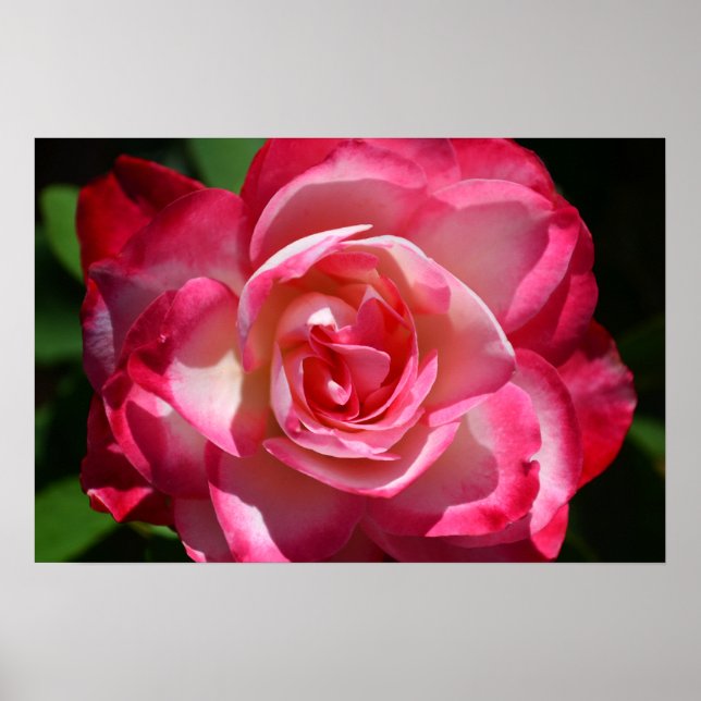Poster rose et blanc (Devant)