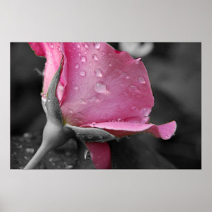 Poster rose et noir