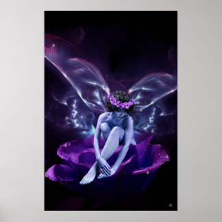 Poster rose Fairy
