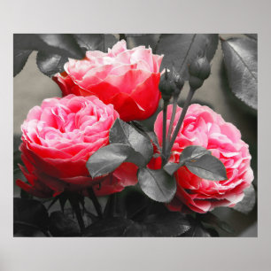 Poster Rose Fleur : Rose Color Pop