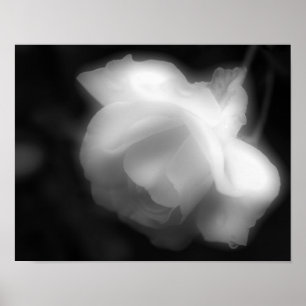 Poster Rose Flower Black White Photo Imprimer