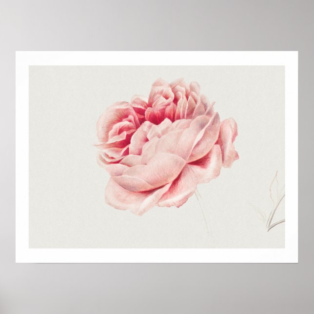 POSTER ROSE : GEORGIUS J. JOHANNES VAN OS (Devant)