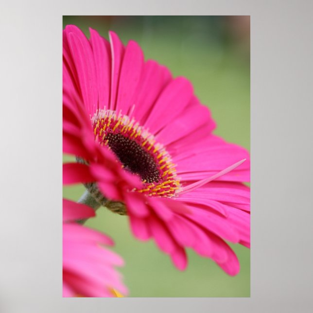 Poster rose Gerbera Daisy (Devant)