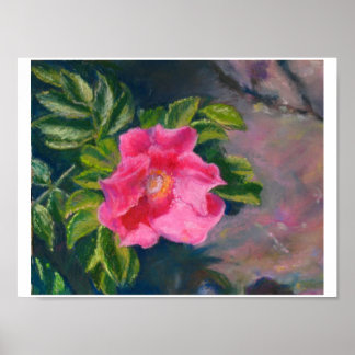 Poster Rose Hansa Shore