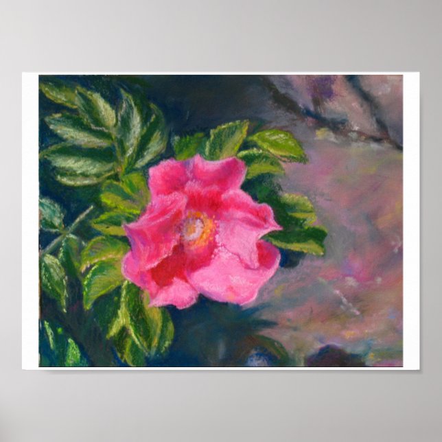 Poster Rose Hansa Shore (Devant)