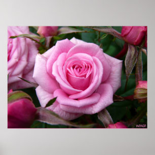 Poster rose Imprimer Beau Art Fleur Imprimer
