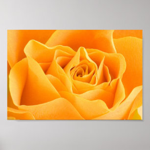 Poster Rose jaune