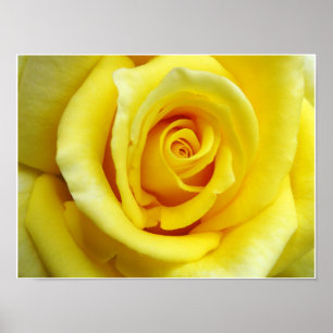 Poster Rose jaune
