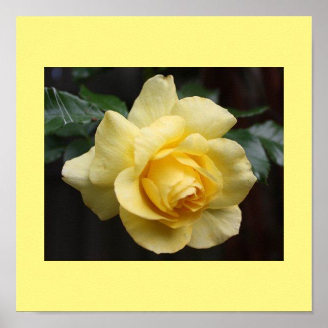 Poster rose jaune (Devant)