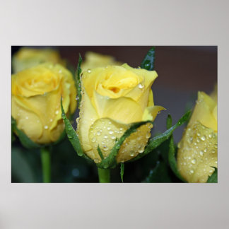 Poster Rose jaune