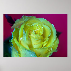POSTER ROSE JAUNE