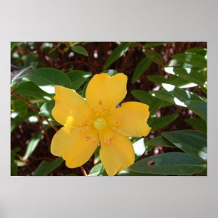 Poster Rose jaune de copie de Sharon