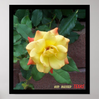 Poster Rose jaune du Texas