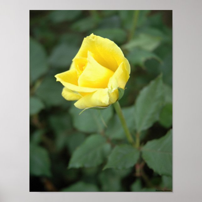 Poster Rose jaune florissante (Devant)