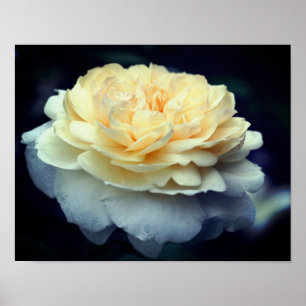 Poster Rose jaune pâle en fleur