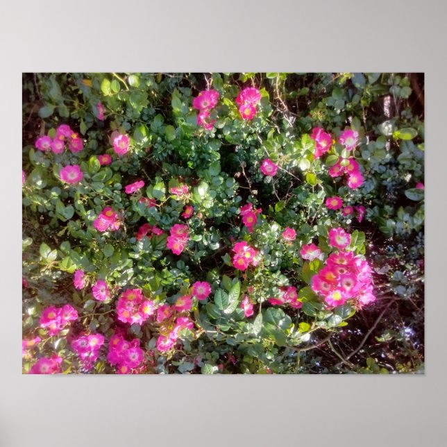 Poster Rose Love (Devant)