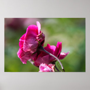 Poster Rose - Magenta Grace