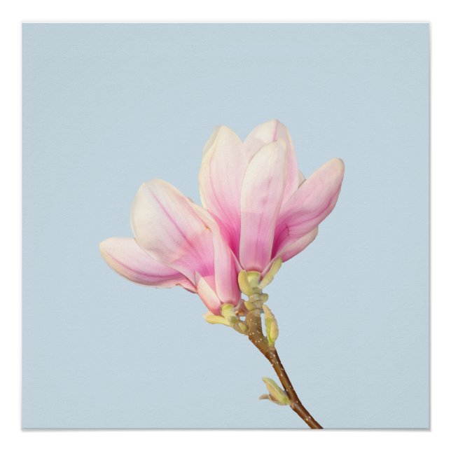 Poster rose Magnolia (Devant)