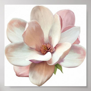 Poster rose magnolia