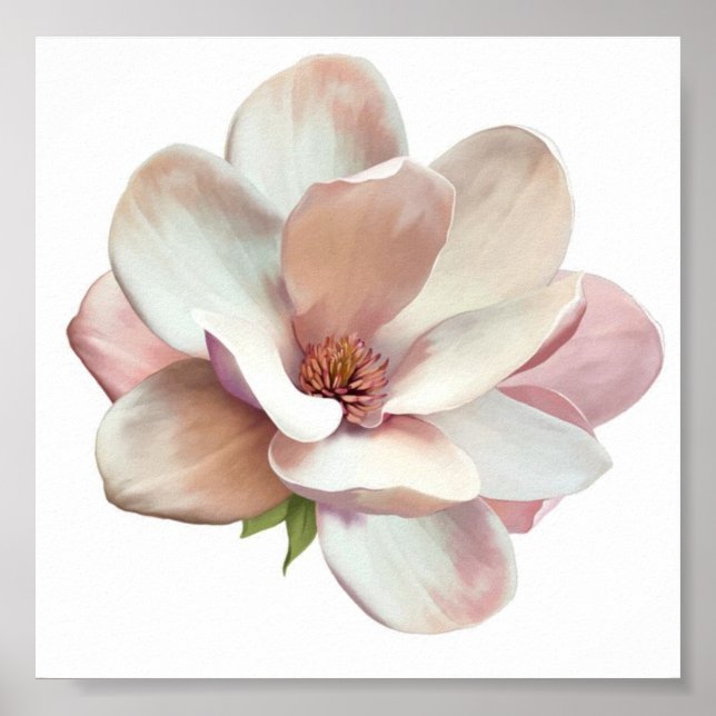 Poster rose magnolia du Sud (Devant)