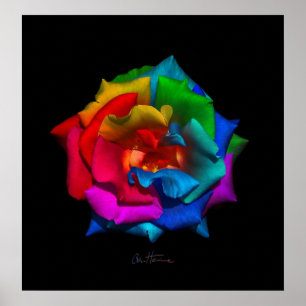 Poster Rose multicolore