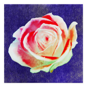 Poster Rose multicolore sur fond bleu