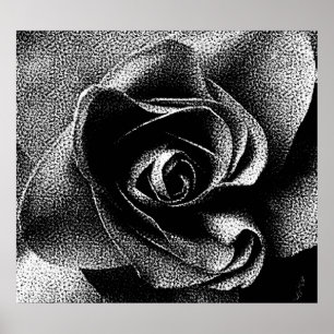 POSTER ROSE NOIR