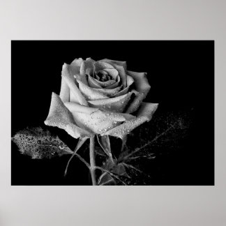 Poster Rose noir blanc