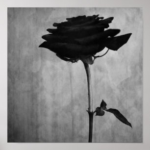 Poster Rose noir gothique