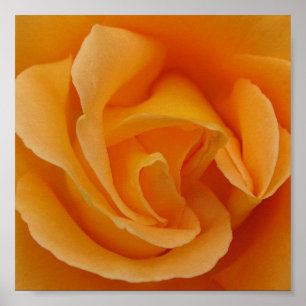 Poster Rose orange