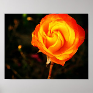 Poster Rose orange